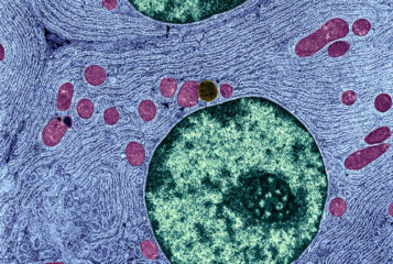 Image by the University of Edinburgh via the Wellcome Collection. Depicts cells with organelles (colour-enhanced electron micrograph of cells, showing nuclei in green and mitochondria in red).