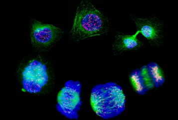 Image by Matthew Daniels via the Wellcome Collection. Depicts human cells showing the stages of cell division (starting with interphase at the top and progressing anticlockwise, the stages shown are prophase, prometaphase, metaphase, early anaphase, anaphase and telophase).